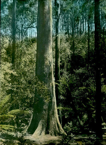 Lantern Slide - Tree, Sherbrooke Falls, Victoria, 1936. [BA 1790]