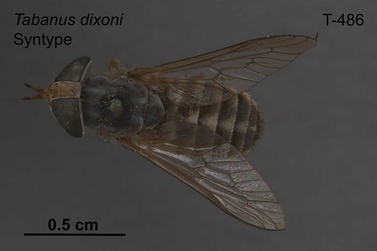 Fly specimen, dorsal view.