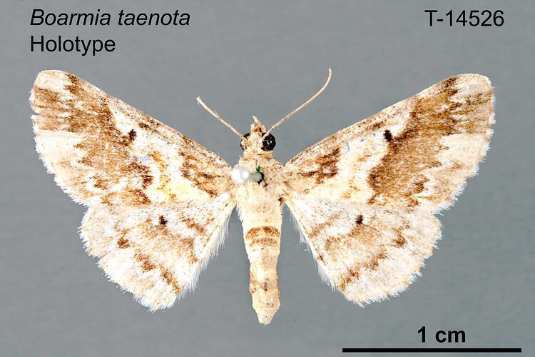 Moth specimen, dorsal view.