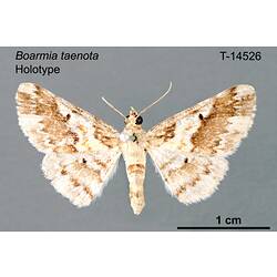 Moth specimen, dorsal view.