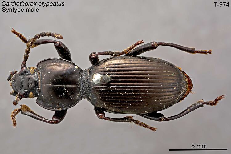 Beetle specimen, dorsal view.