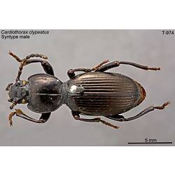Beetle specimen, dorsal view.