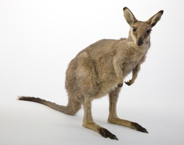 Taxidermied wallaby specimen mounted on rear legs.