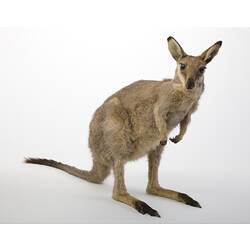 Taxidermied wallaby specimen mounted on rear legs.