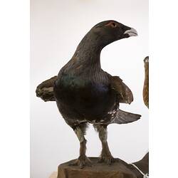 Front view of mounted black bird specimen with green-blue chest feathers.