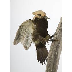 <em>Celeus flavescens</em>, Blond-crested Woodpecker, mount.  John Gould Collection.  Registration no. 23431.