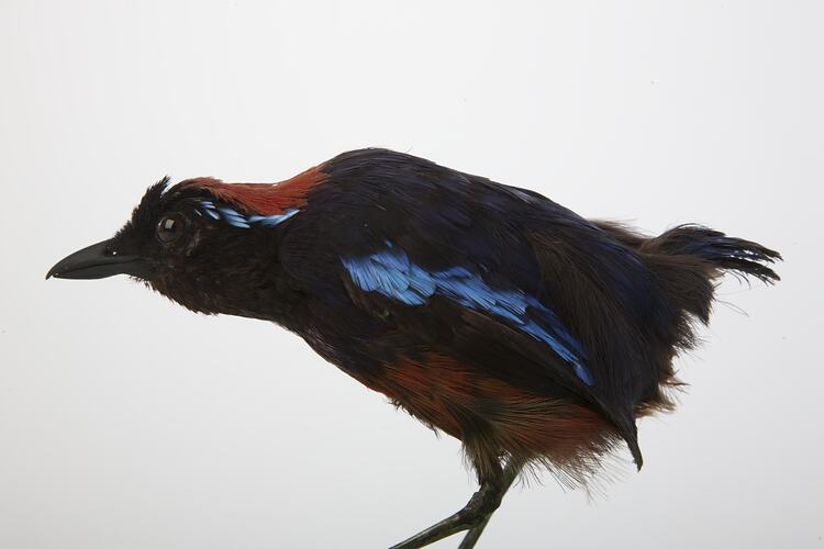 Black bird specimen with red and blue flashes.