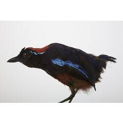 Black bird specimen with red and blue flashes.