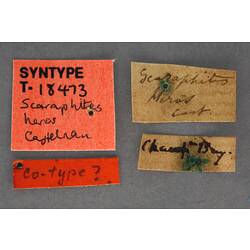 Handwritten specimen labels.