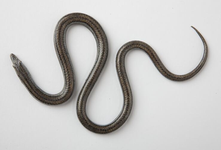 Model of legless lizard viewed from above.