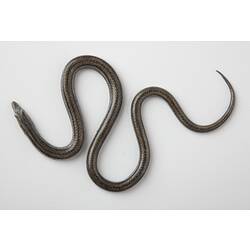 Model of legless lizard viewed from above.