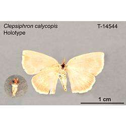 Moth specimen, ventral view.