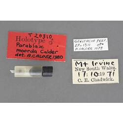 Partial insect preparation in vial with specimen labels.
