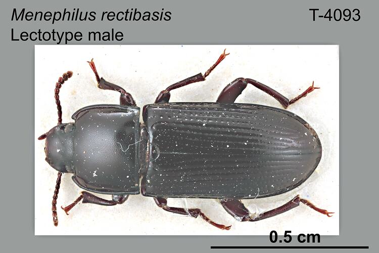 Beetle specimen, male, dorsal view.