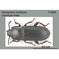 Beetle specimen, male, dorsal view.