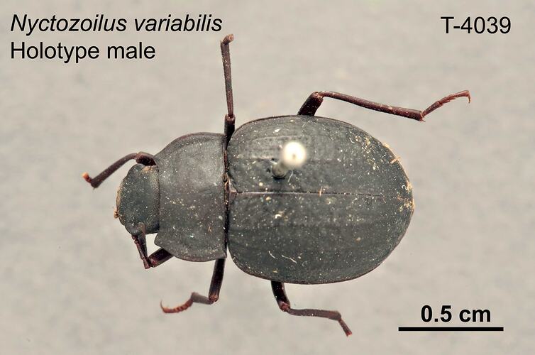 Beetle specimen, male, dorsal view.