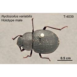 Beetle specimen, male, dorsal view.