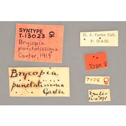 Entomology type specimen labels.