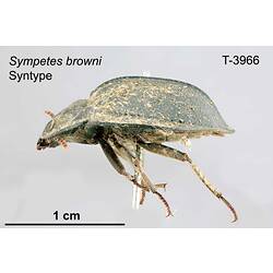 Beetle specimen, lateral view.