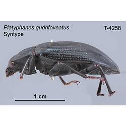 Beetle specimen, lateral view.