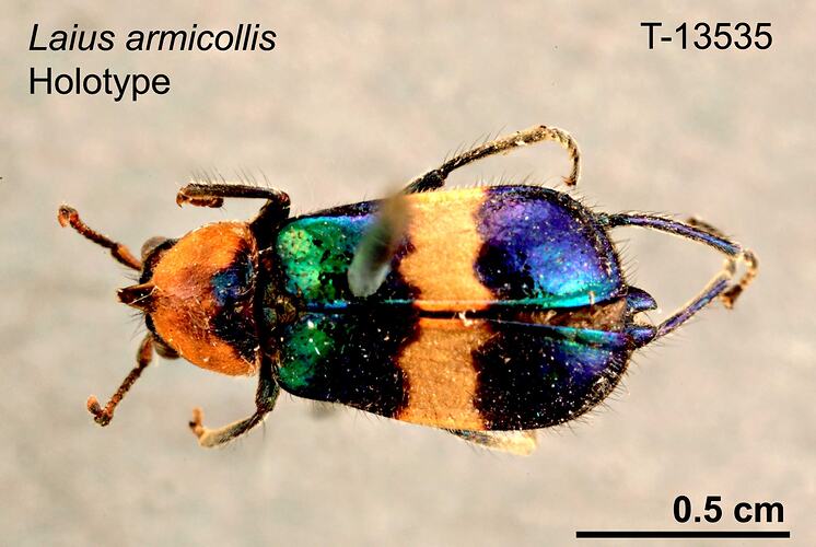 Beetle specimen, dorsal view.