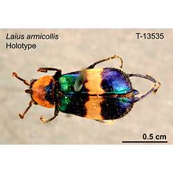 Beetle specimen, dorsal view.