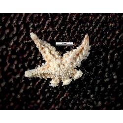 Dorsal view of small seastar with scale bar.