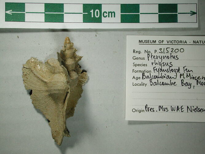 <em>Pterynotus (Pterochelus) rhysus</em>, fossil murex.  Registration no. P315200.