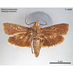 Moth specimen, ventral view.