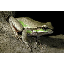 A Blue Mountains Tree Frog on a tree branch.