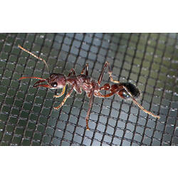 A Bull Ant on a tent's mesh screen.