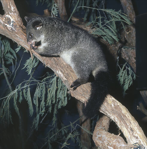 A Bobuck climbing along a tree branch, at night.