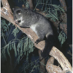 <em>Trichosurus cunninghami</em>, Mountain Brushtail Possum