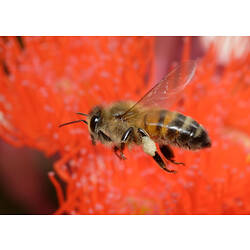 A European Honey Bee hovering above a red flower.
