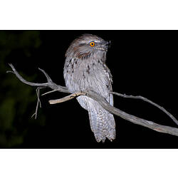 A Tawny Frogmouth perched on a branch at night.