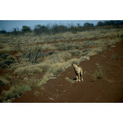 A Dingo standing on a red sand road.