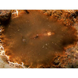Flatworm on rock surface.