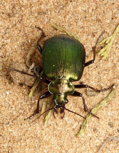 A Green Carabid Beetle on sandy soil.