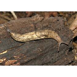 A Grey Field Slug on a log.