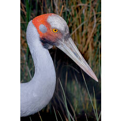 The head and neck of a Brolga (long grass behind).