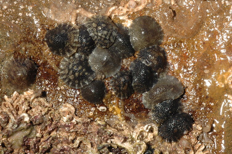 A cluster of Ocean Beach Slugs on exposed rock.