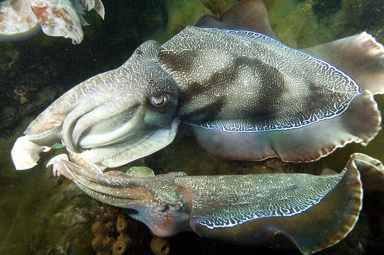 Giant Australian Cuttlefish swimming