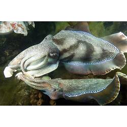 Giant Australian Cuttlefish swimming