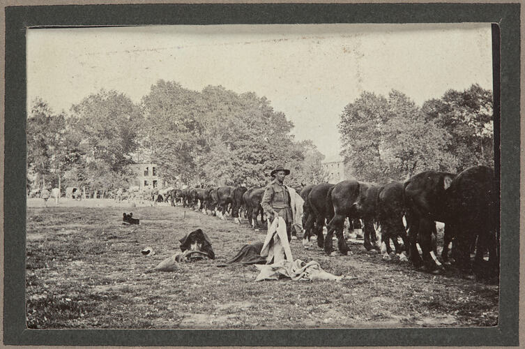 Long line of horses and a single soldier in a grass field, houses and tall trees in background.