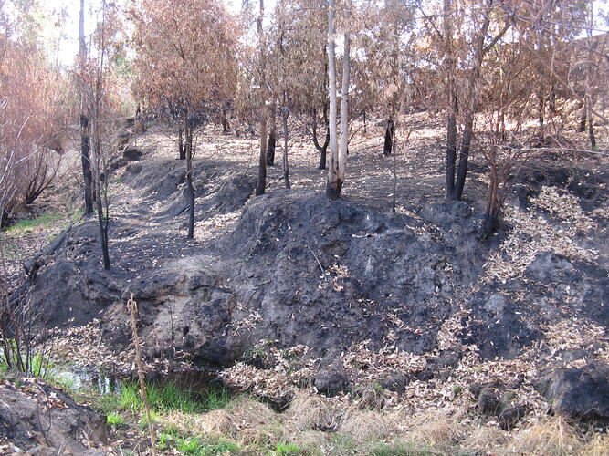 Digital Photograph - Black Saturday Bushfires, Rosewhite, Victoria, 28 March 2009