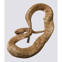 Spirit preserved Desert Death Adder specimen.