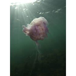 Lion's Mane Jellyfish in sunlight near the surface