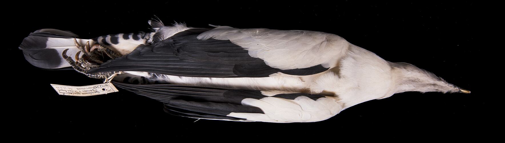 Dry bird skin specimen with labels.