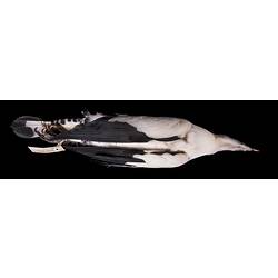 Dry bird skin specimen with labels.