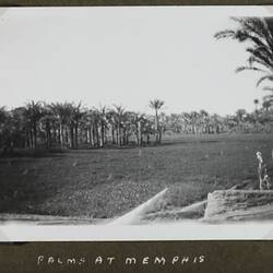 Photograph - Palm Trees, Memphis, Egypt, World War II, 1939-1943